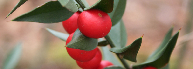 image of Butchers Broom plant