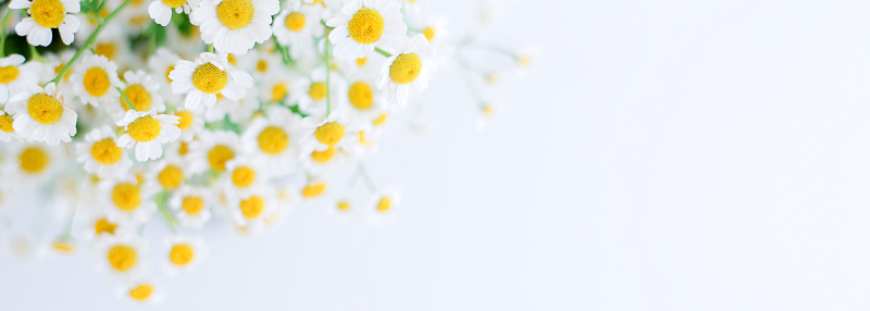 image of chamomile flowers