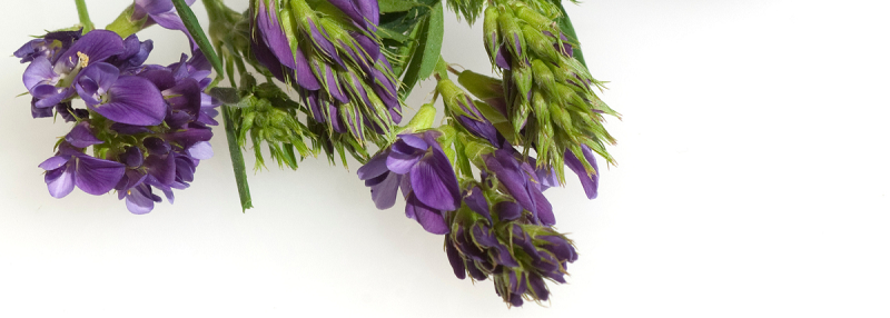 Image of alfalfa plant on white background