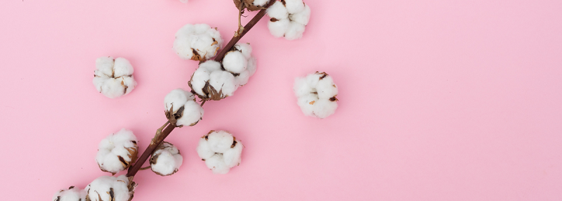 image of cotton plant on pink background