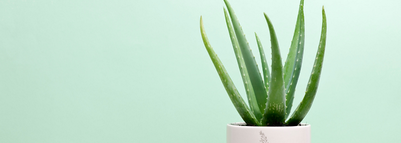 image of aloe vera plant